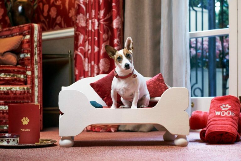 Searching for pet-friendly luxury hotels in belgium with dog walking services